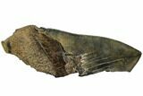 Partial Fossil Megalodon Tooth - Serrated Blade #106943-1